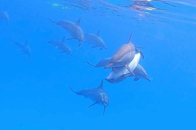 Private Speedboat To Dolphin House With Parasailing - Hurghada - Private tour comfort: fewer hassles, more control