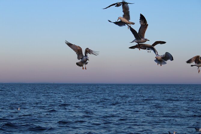 Private Sunset Dolphin Excursion with Dinner and Animation - Drinks, Animation, and the Onboard Crew Style