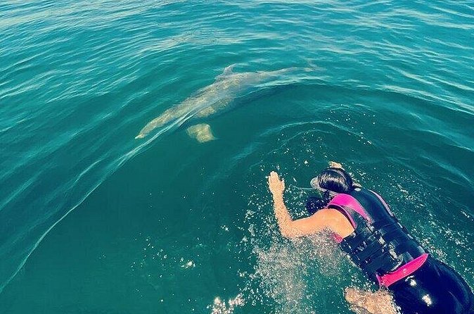 Private Swim with Dolphins And Snorkeling Tour - What Happens in the Water: Snorkeling Gear, Sanitized Safety, and Real-World Comfort