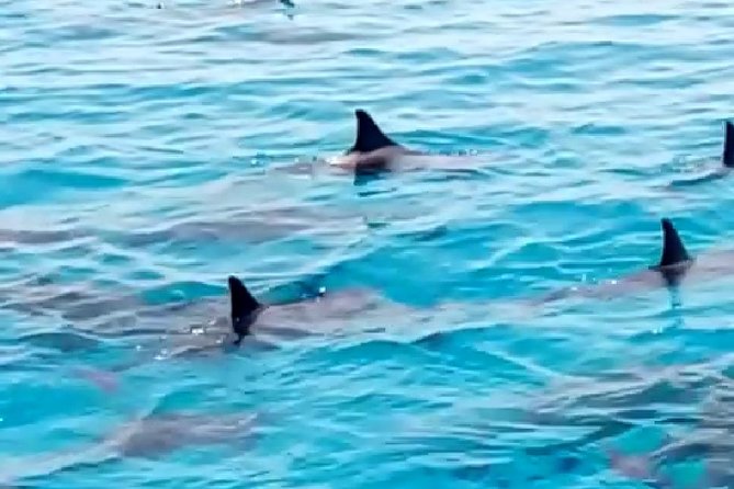 PRIVATE TOUR ! 4-Hours Swiming with dolphins, snorkeling, island by speed boat - Dolphin House Swim: The Main Event (and the Real Expectation)