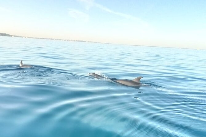 PRIVATE TOUR ! 4-Hours Swiming with dolphins, snorkeling, island by speed boat - Snorkeling at Al Fanādīr Reef: Where the Fish Factor Kicks In