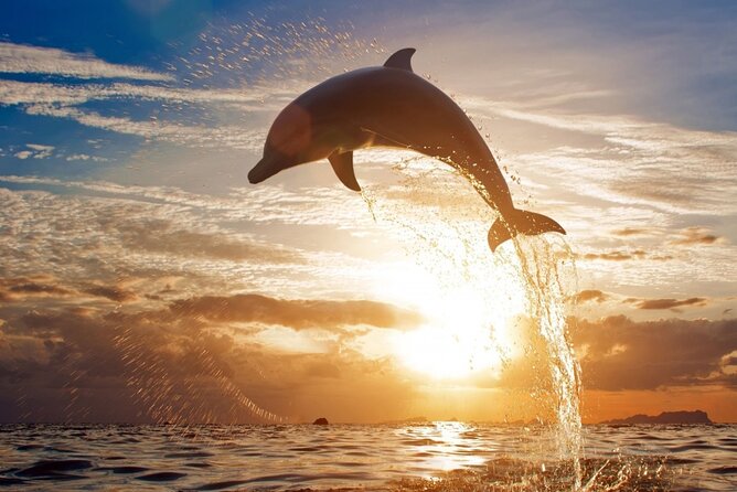 Private Tour to Dolphins house Sea hero of Egypt snorkeling - Why Dolphin House from Hurghada is such a smart morning outing