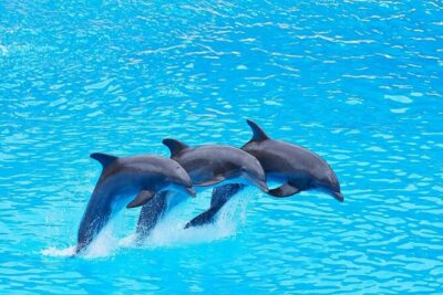 Private Tour to Dolphins house Sea hero of Egypt snorkeling - The boat ride experience: crew, comfort, and small extras that matter