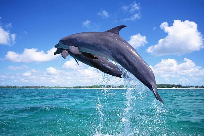 Private Tour to Dolphins house Sea hero of Egypt snorkeling - Who this private dolphin snorkeling trip suits best