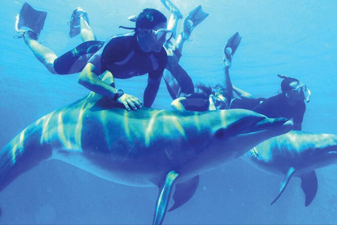 Private Tour to Dolphins house Sea hero of Egypt snorkeling - Should you book this Dolphin House snorkeling tour?