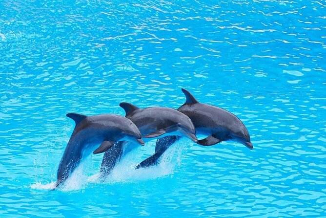 Private Tour to Dolphins house Sea hero of Egypt snorkeling - The boat ride experience: crew, comfort, and small extras that matter