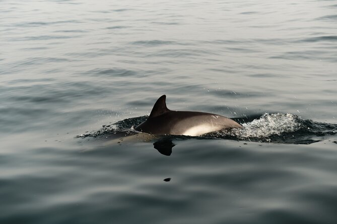 Private Tour with Dolphin Watching in Algeciras Bay - Dolphin Protection Rules You’ll Notice Right Away