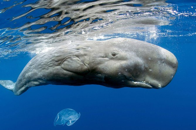 Private Whale and Dolphin Whale Watching Boat Tour - Key highlights worth marking on your map