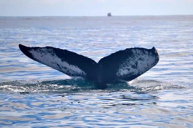 Private Whale and Dolphin Whale Watching Boat Tour - The magic is in the sound, not just the spotting