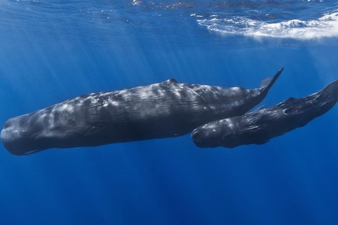 Private Whale and Dolphin Whale Watching Boat Tour - How the 3-hour flow actually feels (coast to search zones)