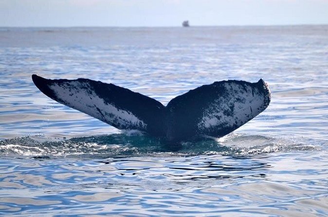 Private Whale and Dolphin Whale Watching Boat Tour - Roseau Museum stop: a quick culture break, not the main event