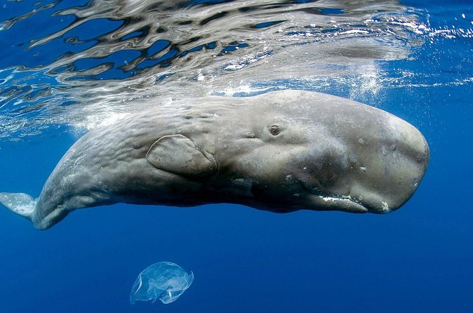 Private Whale and Dolphin Whale Watching Boat Tour - What you’ll likely see: sperm whales, pilot whales, and big dolphin energy