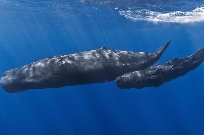 Private Whale and Dolphin Whale Watching Boat Tour - Drinks, life jackets, and the wet-day reality
