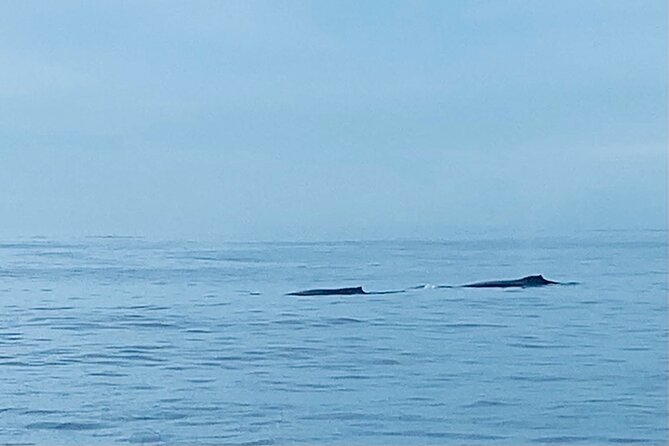 Private Whale Watching and Dolphin Excursion - Private Whale Watching on Oahu: what you’re really paying for