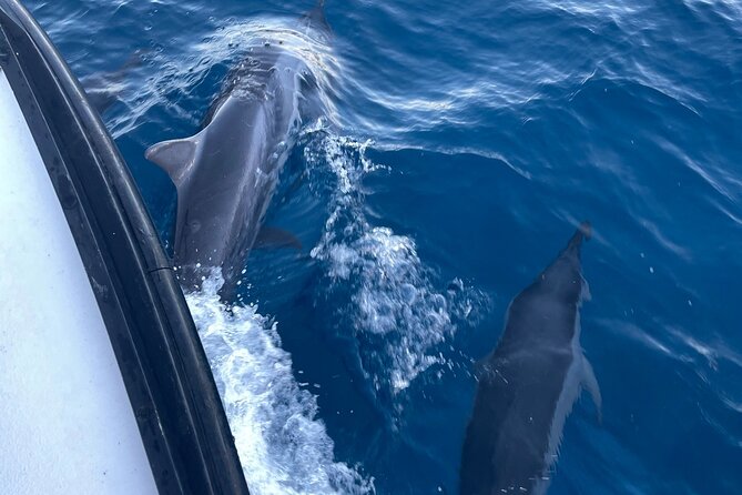 Private Whale Watching and Dolphin Excursion - Crew and boat comfort: clean boat, capable captain, and what to watch for