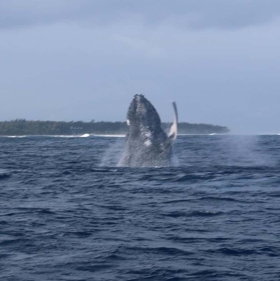 Private :Whales and dolphins watching/Swimming with dolphins - A Private Dolphin Day From Le Morne Public Beach