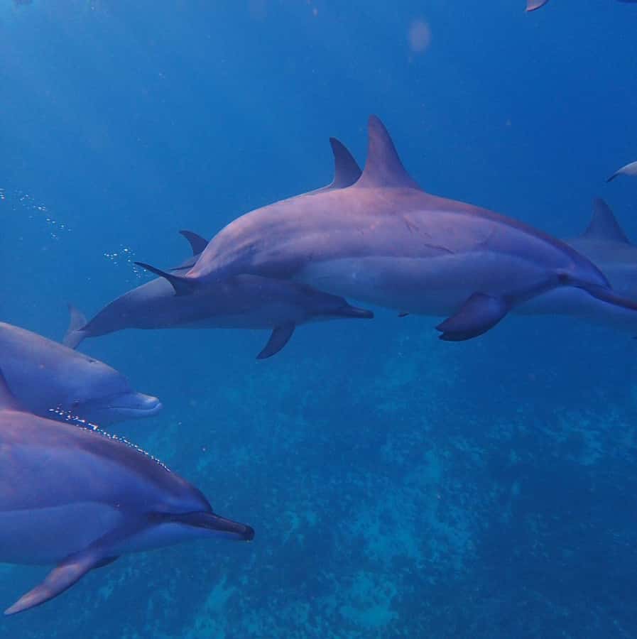 Private :Whales and dolphins watching/Swimming with dolphins - Eco-Friendly Dolphins Watching Without the Loud Disruption