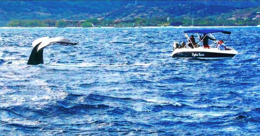 Private :Whales and dolphins watching/Swimming with dolphins - What You’ll See From the Water (and Why Le Morne Fits the Day)