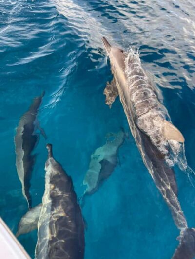 Private :Whales and dolphins watching/Swimming with dolphins - How the Dolphin Swimming and Guided Snorkel Works in Real Life