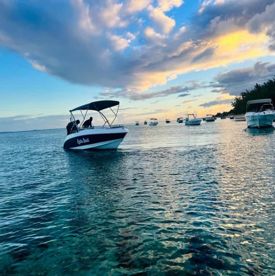Private :Whales and dolphins watching/Swimming with dolphins - Value for $816 for Up to 2: When It’s Worth It
