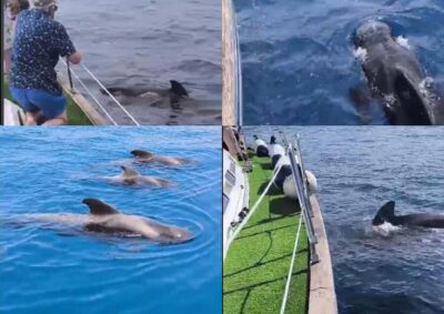 Private Whales & Dolphins Excursion: for you exclusively! - Dolphin and Whale Watching in Costa Adeje (Plus Time to Actually Look)