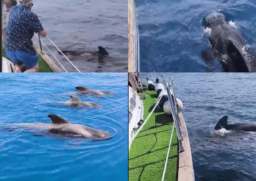 Private Whales & Dolphins Excursion: for you exclusively! - Dolphin and Whale Watching in Costa Adeje (Plus Time to Actually Look)