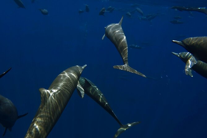 Private Wild Dolphin Encounter Day Trip - Quick highlights to know before you go
