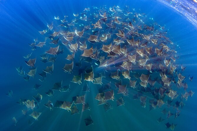 Private Wild Dolphin Encounter Day Trip - What animals can you realistically see?