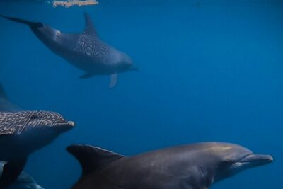 Private Wild Dolphin Encounter Day Trip - On the water around Cerralvo Island: the 6-hour wildlife hunt