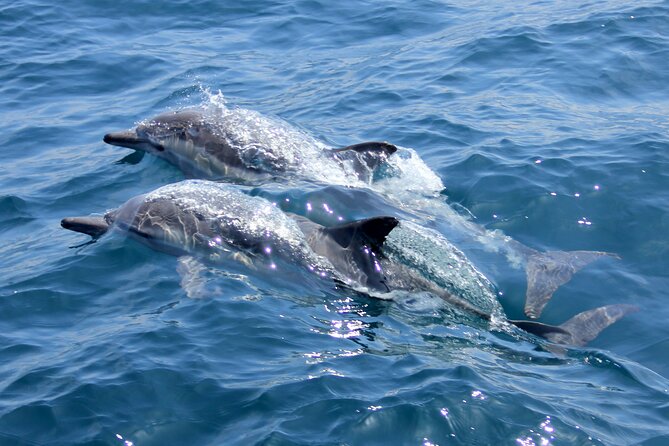 Private Wild Dolphin Encounter Day Trip - Lunch on shore: a boat picnic with a possible reef add-on
