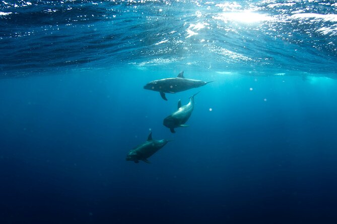 Private Wild Dolphin Encounter Day Trip - What the boat ride feels like (and what to plan for)