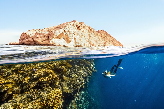 Private Wild Dolphin Encounter Day Trip - Price and value: what $295 really covers in Cabo