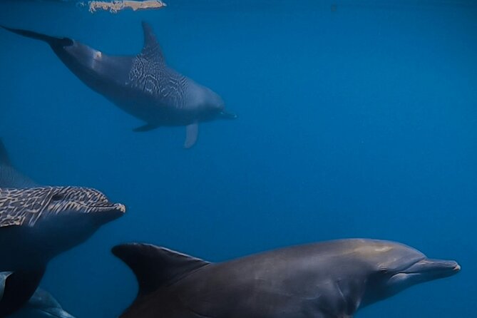 Private Wild Dolphin Encounter Day Trip - On the water around Cerralvo Island: the 6-hour wildlife hunt