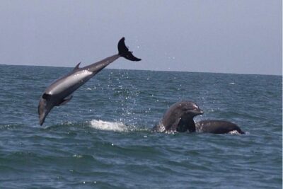 Private Wild Dolphin Encounter in Puerto Vallarta - Your Morning Starts at Marina Vallarta (No Hotel Pickup)
