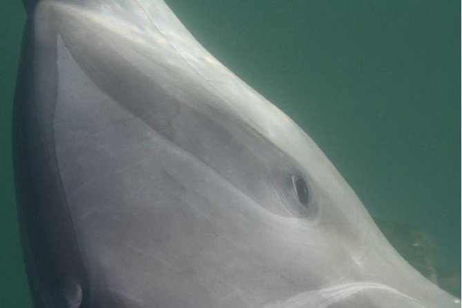 Private Wild Dolphin Encounter in Puerto Vallarta - Captain + Biologist Teamwork: Thalia and Capt. Angel