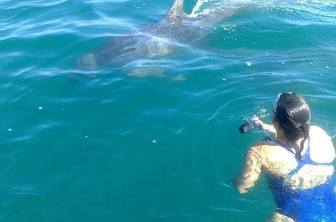 Private Wild Dolphin Encounter in Puerto Vallarta - Price and Value: What $675.33 Gets You (Plus the Port Fee)