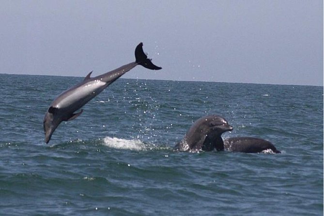 Private Wild Dolphin Encounter in Puerto Vallarta - Your Morning Starts at Marina Vallarta (No Hotel Pickup)