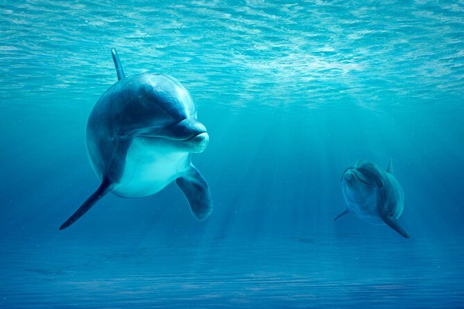 Private Yacht Cruise to Dolphin House with Lunch : Hurghada - Lunch on the Yacht: Buffet Comfort, Fruits, and Unlimited Drinks
