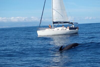 Private Yacht Tour With Whale and Dolphin Watching 33 Foot Boat - Why a private group on a 33-foot yacht matters for value