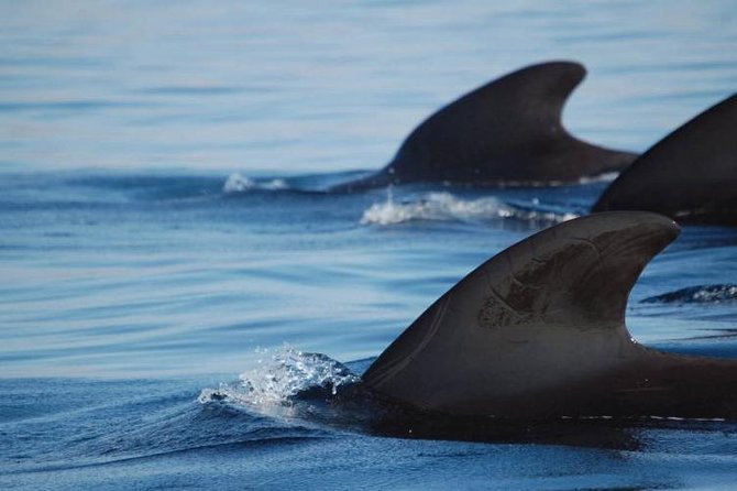 Private Yacht Tour With Whale and Dolphin Watching 33 Foot Boat - Snorkeling on your schedule: gear included and what to expect