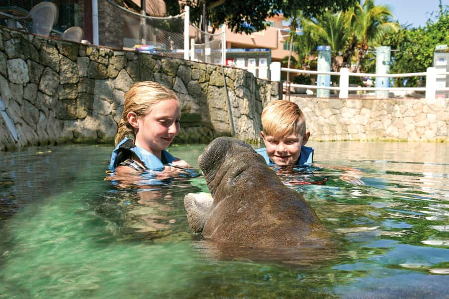 Puerto Aventuras: Dolphin and Manatee Interaction with Lunch - Manatee encounter: gentle sea cows and quick facts