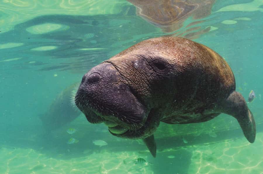Puerto Aventuras: Dolphin and Manatee Interaction with Lunch - Buffet lunch at the marina: a real break, not just a snack