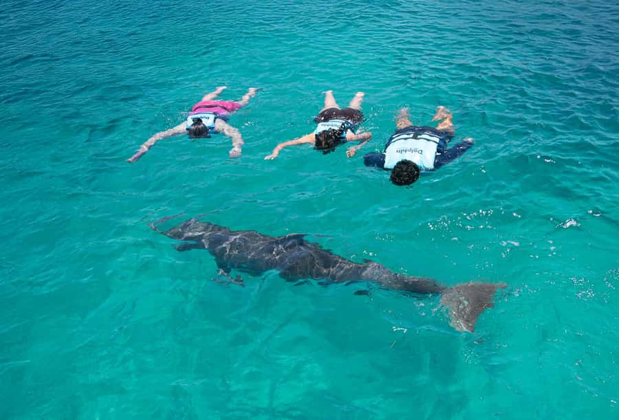 Puerto Aventuras: Dolphin and Manatee Interaction with Lunch - Facilities that make the day easier: lockers and showers