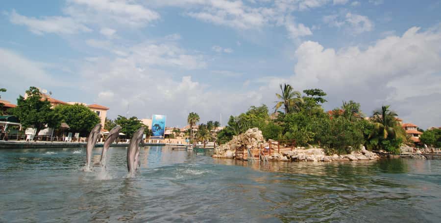 Puerto Aventuras: Dolphin and Manatee Interaction with Lunch - Rules, safety, and who should skip (or choose a different option)
