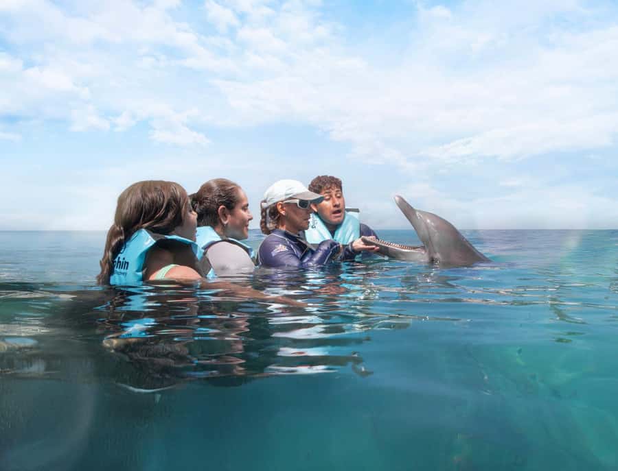 Puerto Aventuras: Dolphin and Manatee Interaction with Lunch - What the 2-hour program looks like, step by step