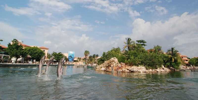 Puerto Aventuras: Dolphin Swim, Sea Lions, Manatees, & Lunch - Practical tips: Sunscreen, what to bring, and how to show up