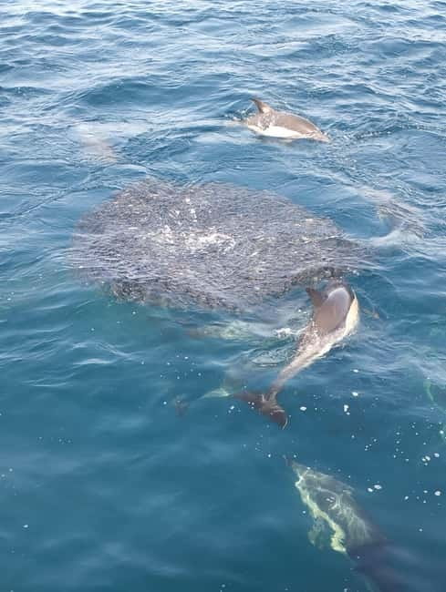Puerto Banús: Private Cruise with Dolphins & Wakeboard - Wakeboarding with coast views: the “try it” factor