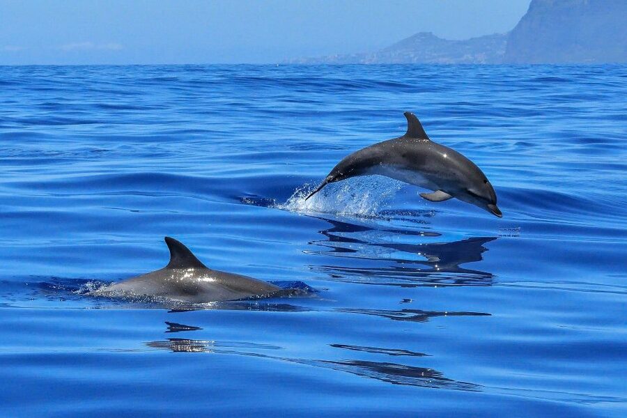 Puerto Colon: Dolphin and Whale Watching Speedboat Cruise - Who should book this dolphin and whale speedboat—and who should skip it