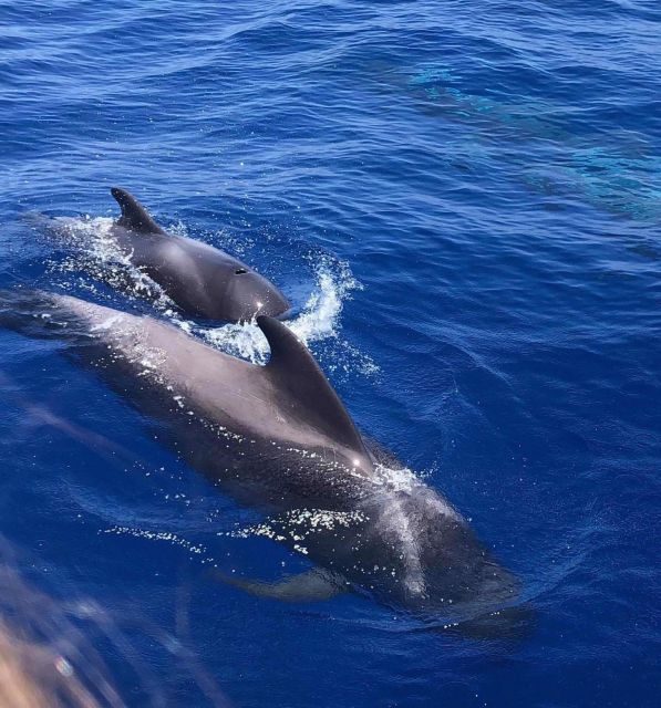 Puerto Colon: Whale and Dolphin Watching Yacht Trip - Puerto Colón on a small sail boat: the feel you want