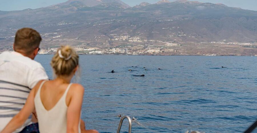 Puerto Colon: Whale and Dolphin Watching Yacht Trip - Costa Adeje cruise time: how the 3 hours plays out